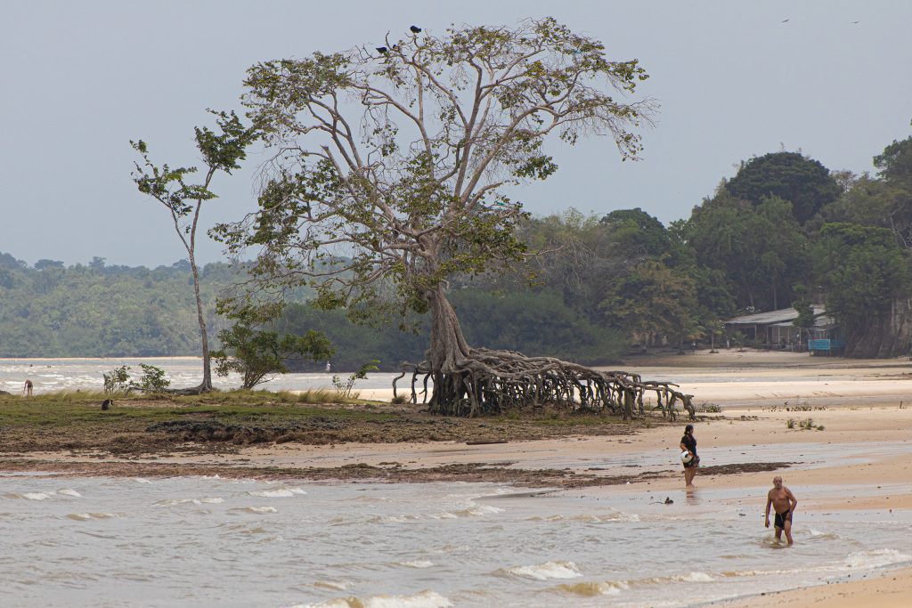 A árvore com raízes suspensas é um dos símbolos da Ilha de Caratateua, localizada na Praia do Amor.
